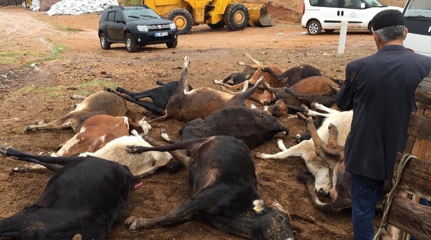 Ahırdaki 17 b&uuml;y&uuml;kbaş hayvanının telef olduğunu g&ouml;r&uuml;nce şok oldu
