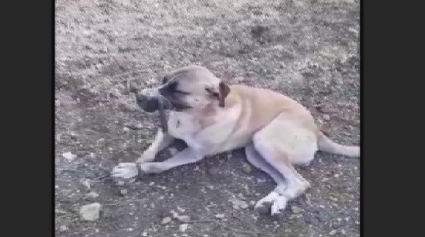 Ağzını ve patilerini bağlayıp ölüme terk ettiler