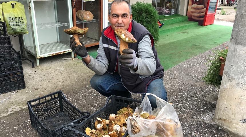 Ayı mantarı köylünün gelir kapısı oldu! Kilosu 15 TL oldu