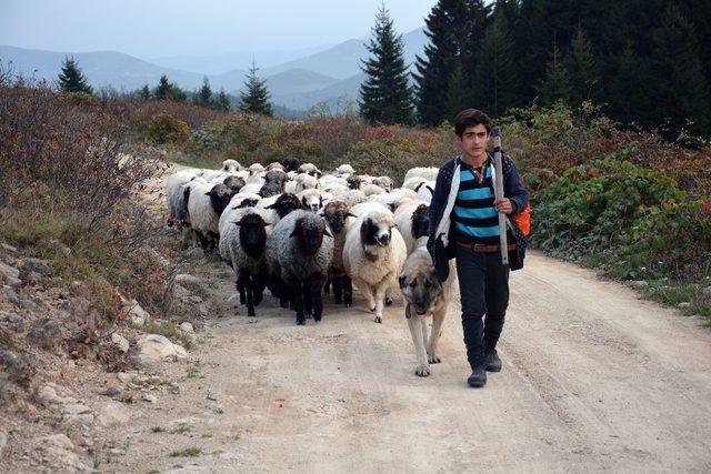 Koyun sürüleri dönüş yolunda