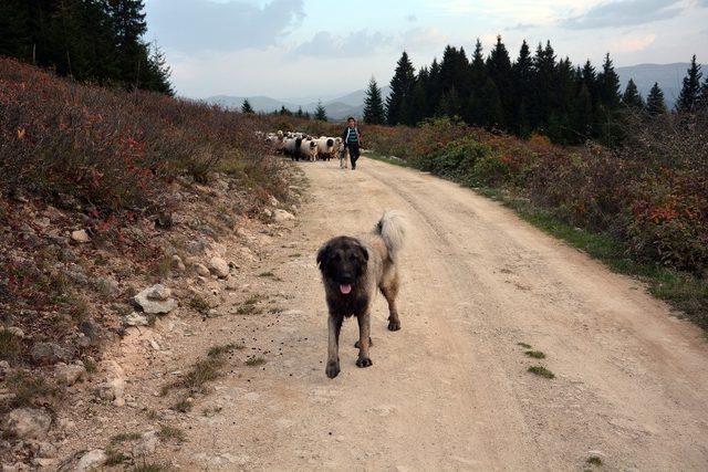 Koyun sürüleri dönüş yolunda