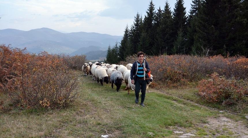Koyun s&uuml;r&uuml;leri d&ouml;n&uuml;ş yolunda