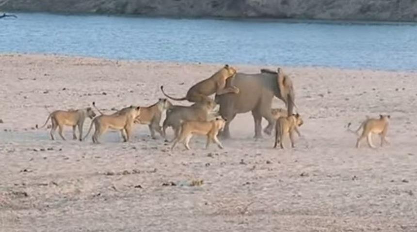14 Aslanın Saldırısına Uğrayan Yavru Fil