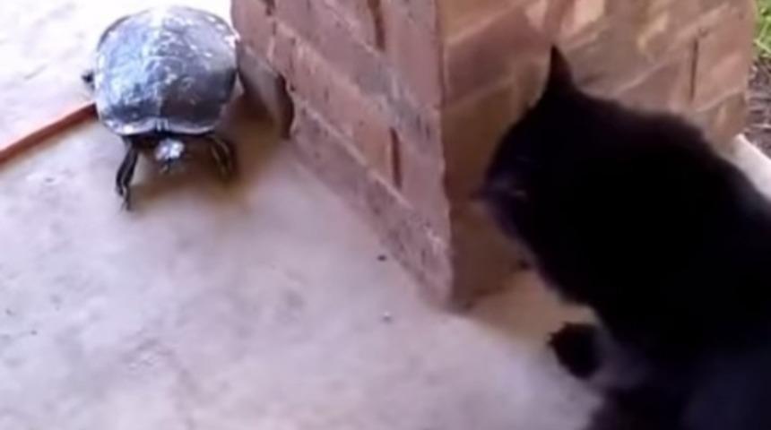 Bu Kedi ve Kaplumbağanın Savaşına Bayılacaksınız