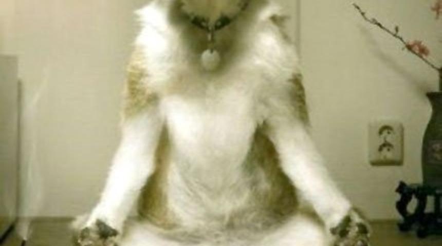 Bu K&ouml;pek Sahibinden Yoga &Ouml;ğreniyor