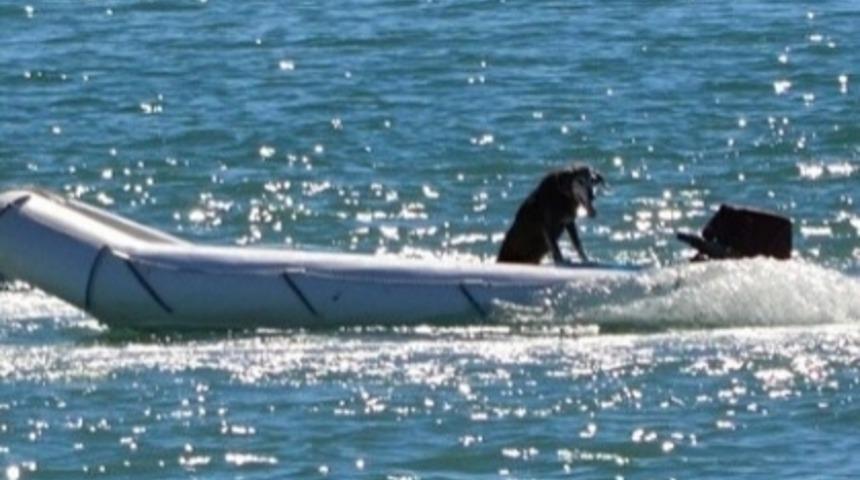 Sandalda Kalan Köpeği Nasıl Kurtardılar