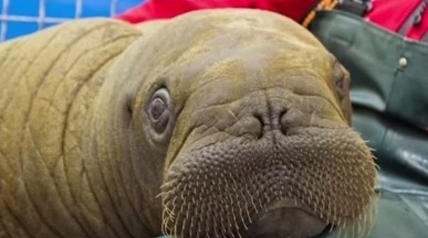 Bu Tatlı Deniz Ayısına Bayılacaksınız