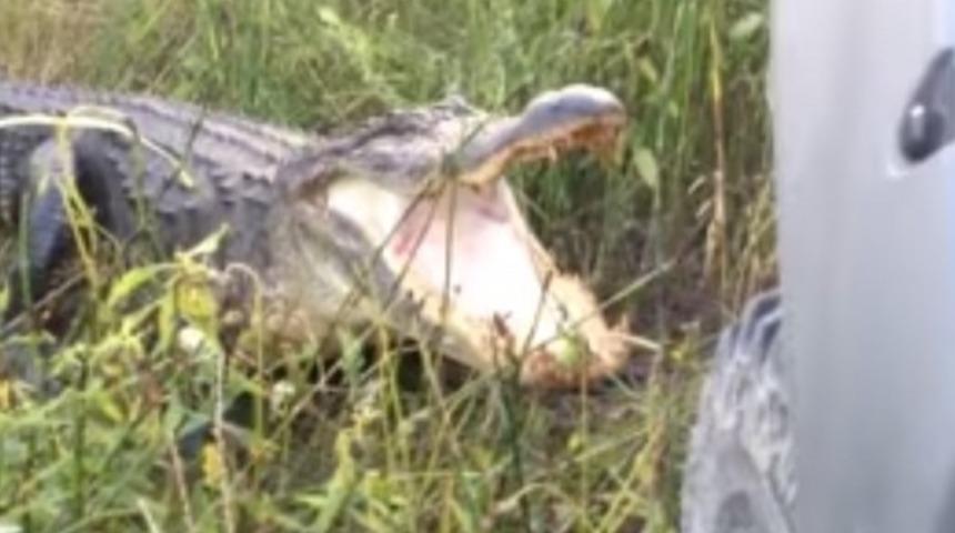 Bu Sürücü Karşısındaki Timsahın Neler Yapabileceğini Bilmiyor