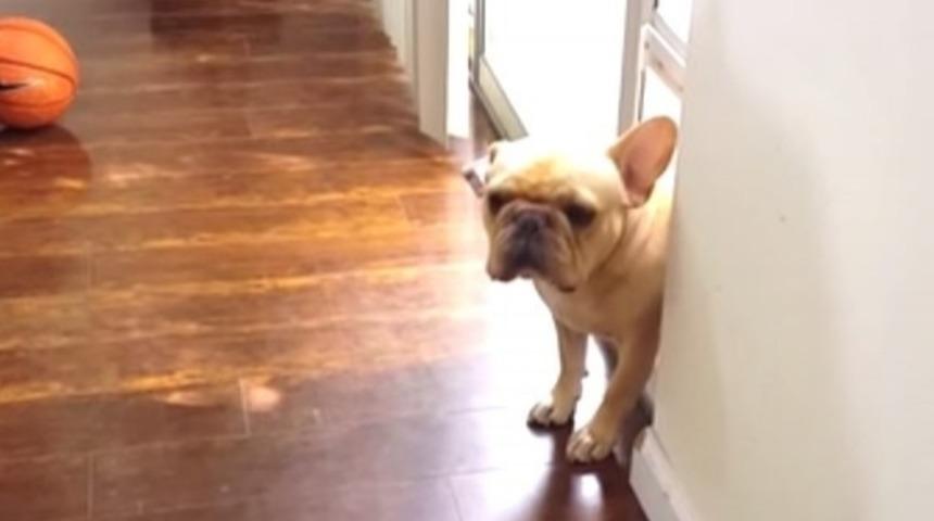 Bu Aşırı Tatlı Köpek Suçunu Kabul Ederken Daha Tatlı Olamazdı!