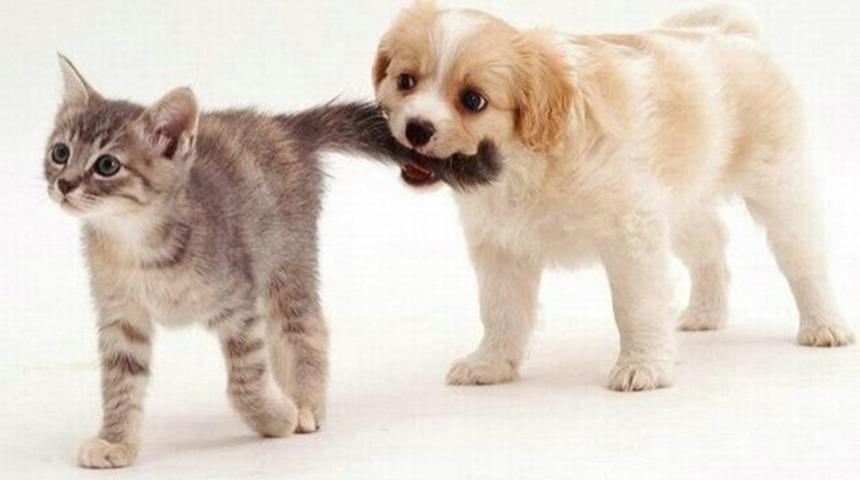 Ne Olacak Bu Kedi-K&ouml;pek Halleri?