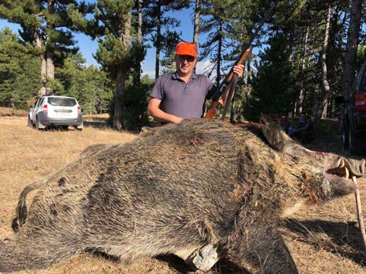 Gören kaçıyordu! 475 ve 200 kiloluk dev domuzlar yakalandı G2