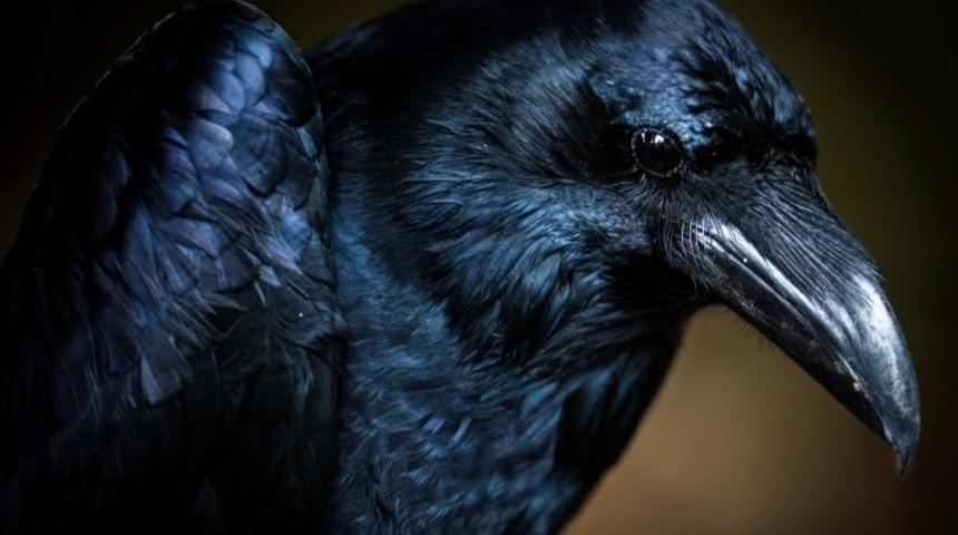 Kargaların Muhteşem Zekası!