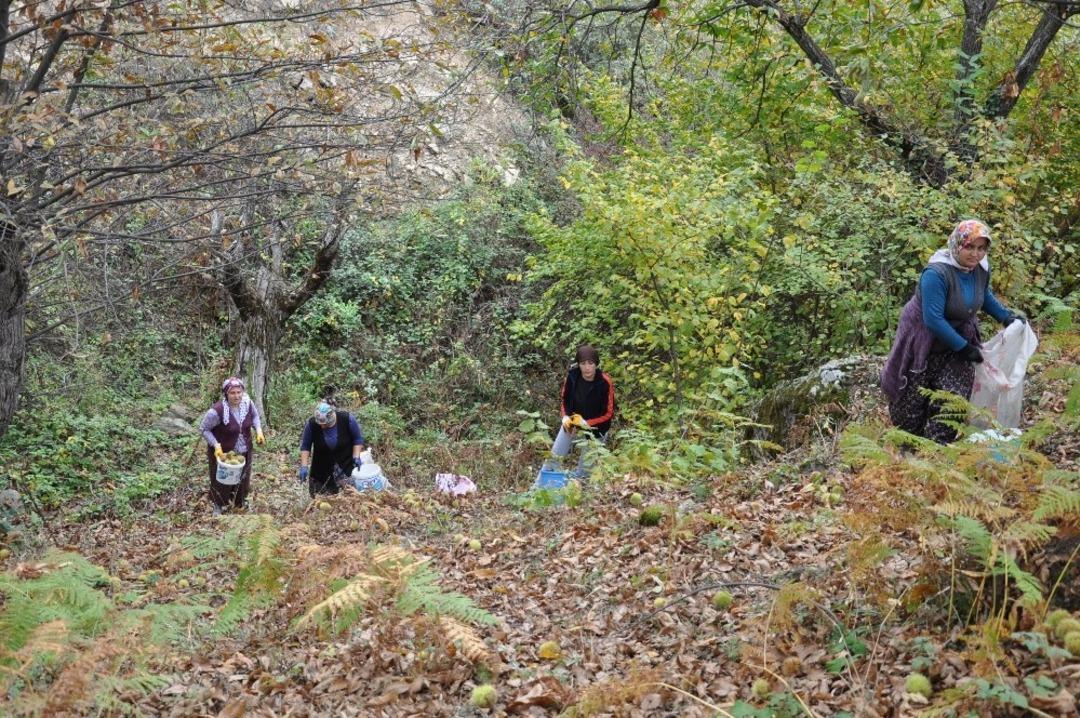Kestane &uuml;reticilerinin endişeli bekleyişi