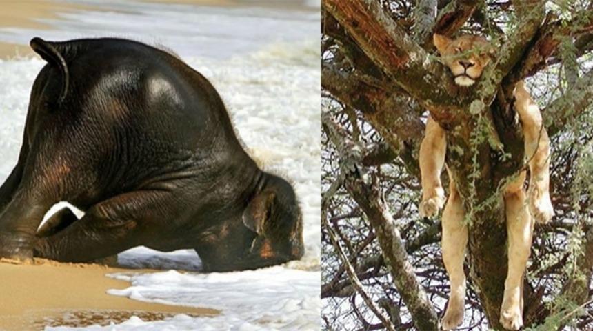 İnsanlara alışkındık da ya hayvanlar? Hayret ettiren uyuma bi&ccedil;imleriyle sevimli dostlarımız