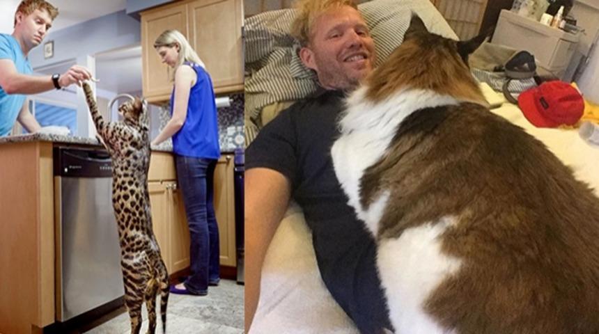 Gözlerinize inanamayacaksınız! Bir kedinin bu kadar büyük olabileceğini kimse hayal edemez