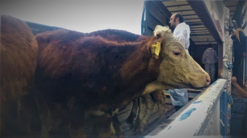 Kdz. Ereğli&rsquo;de gen&ccedil; &ccedil;ift&ccedil;ilere 660 bin TL&rsquo;lik d&uuml;ve dağıtıldı