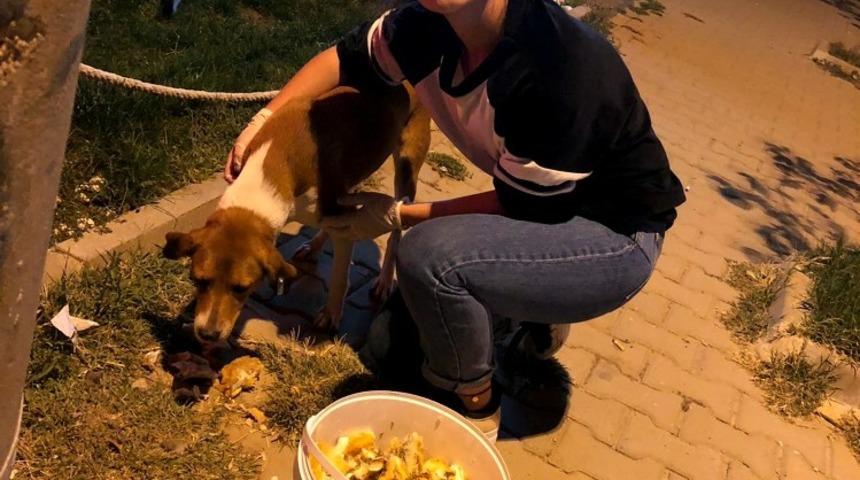 &Ouml;ğrenciler sokak hayvanlarını elleri ile besliyor