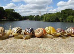 Kentler salyangozları sarıya dönüştürüyor