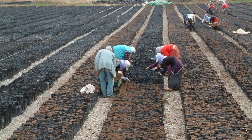 Siirt fıstıkta damlama sistemini kullanacak