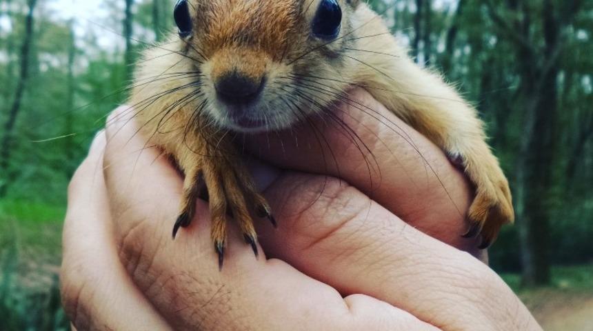 Yaralı sincap, Ormanya&rsquo;da doğal yaşamına kavuştu
