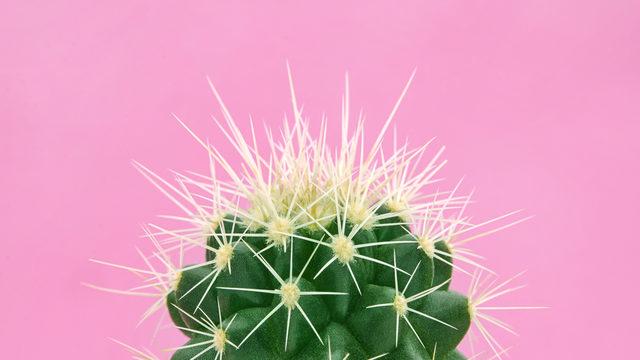 Hindistan cevizi yağını unutun! Yeni bakım reçeteniz kaktüs yağı olacak