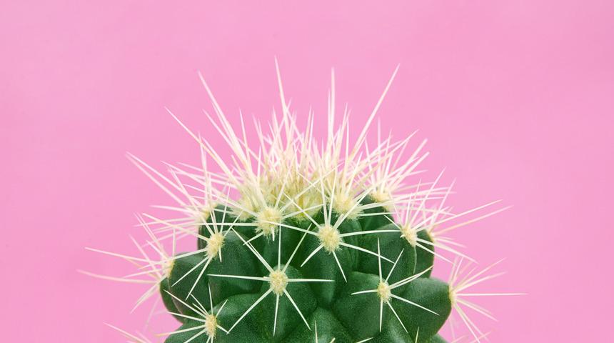 Hindistan cevizi yağını unutun! Yeni bakım re&ccedil;eteniz kakt&uuml;s yağı olacak