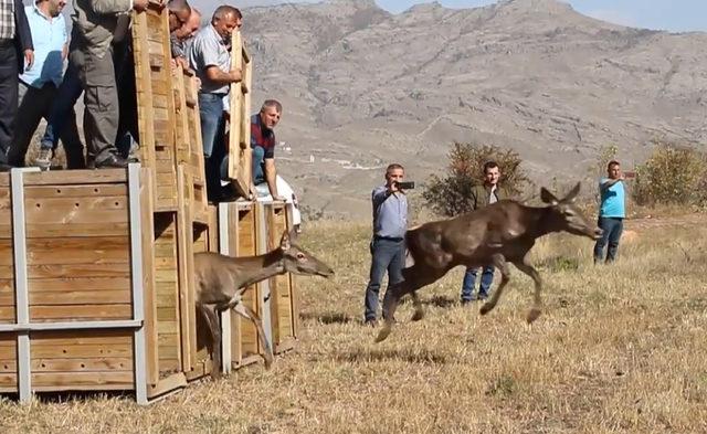 Gümüşhane'de 4 kızıl geyik doğaya salındı