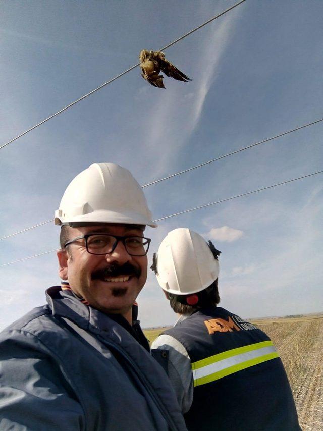 Yüksek gerilim hattına takılan baykuş kurtarıldı