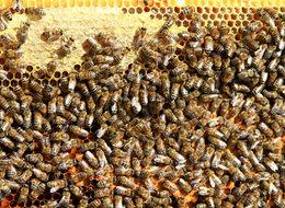 11 liraya alınıp, 45 liraya satılıyor