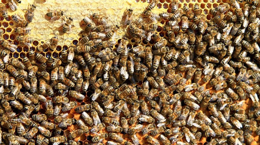 11 liraya alınıp, 45 liraya satılıyor