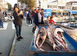  Gelibolu'da yakalanan köpek balıkları, Yunanistan'a satılacak