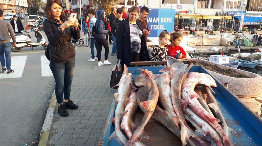  Gelibolu'da yakalanan köpek balıkları, Yunanistan'a satılacak