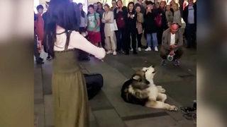 Kemancıya eşlik eden köpek