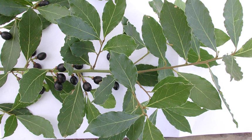 Meyan k&ouml;k&uuml; zekayı geriletiyor