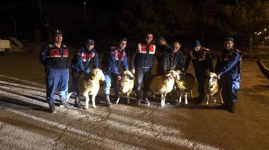 Kayseri&rsquo;de k&uuml;&ccedil;&uuml;kbaş hayvan hırsızlığı