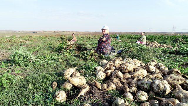Şeker pancarında rekolte düştü, üretici endişeli