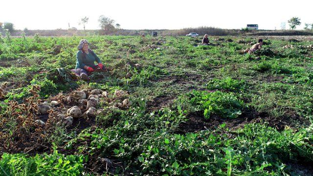 Şeker pancarında rekolte düştü, üretici endişeli