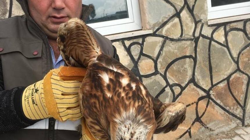 Kızıl şahin ve kaya g&uuml;vercini tedavi altına alındı