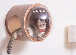 Ev kedileri için alternatif bir seyir yatağı