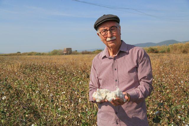 Milas’ta pamuk hasadının sonuna gelindi