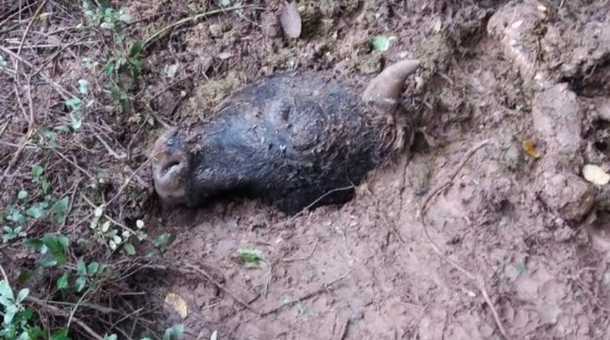 Ayılar k&ouml;ye inerek ineği par&ccedil;aladı