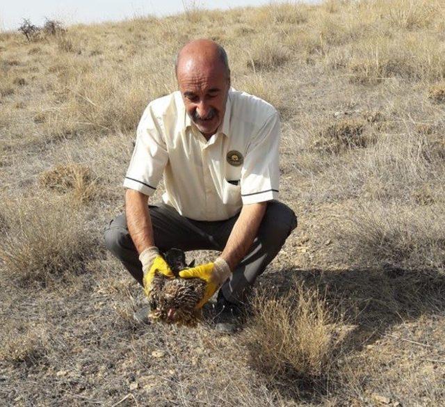 Tedavisi yapılan Kara Çaylak ve Baykuş doğal ortamına bırakıldı