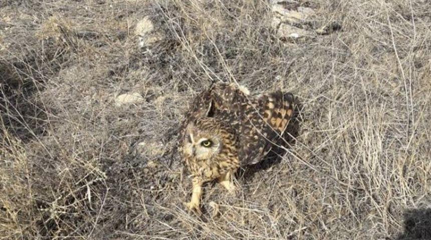 Tedavisi yapılan Kara &Ccedil;aylak ve Baykuş doğal ortamına bırakıldı