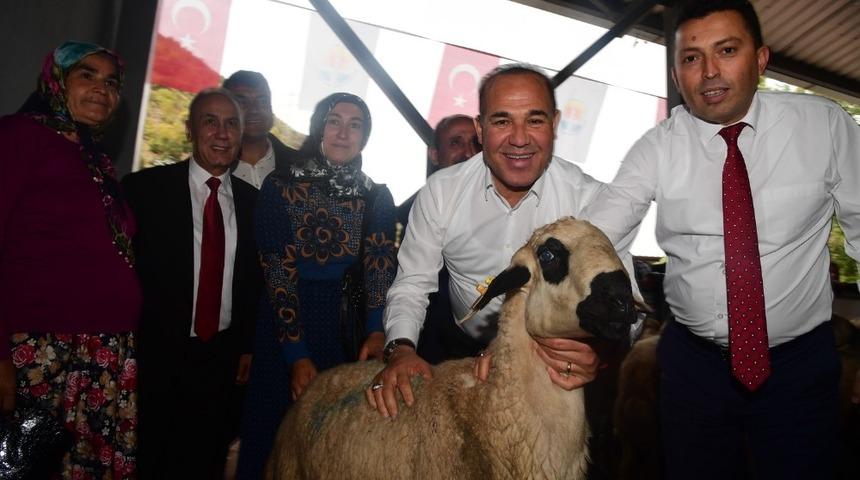 B&uuml;y&uuml;kşehir Belediyesi 454 damızlık ko&ccedil; dağıttı