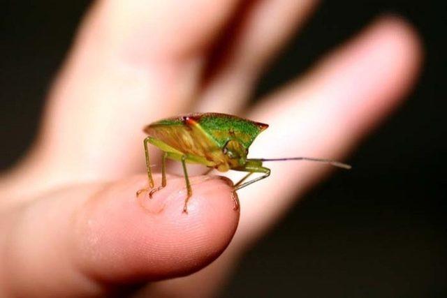 Hiç Okumasaydım Diyeceğiniz 25 Rahatsız Edici Gerçek 12