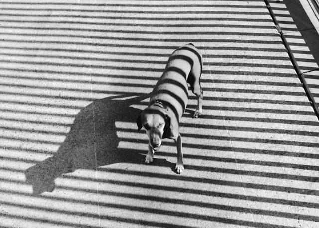 iPhone 6 İle &Ccedil;ekildiğine İnanamayacağınız Birbirinden G&uuml;zel 30 Fotoğraf 19