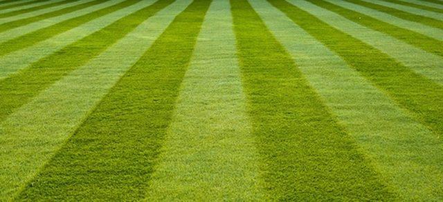 Sihirli Mantarların Çıktığını Gösteren 20 İşaret 2