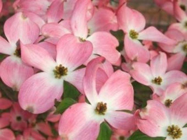 Sihirli Mantarların Çıktığını Gösteren 20 İşaret 7