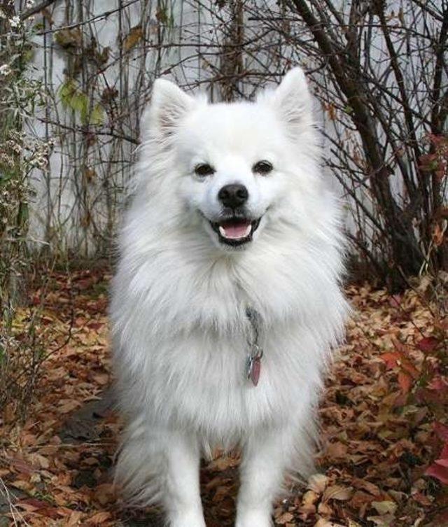 14 Popüler Beyaz Köpek Cinsi - Mynet trend