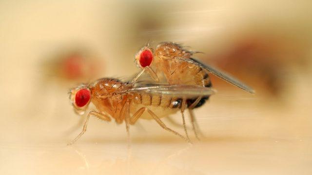 Eşcinsellik Neden Bu Kadar Yaygın? Muhtemelen Evrimsel Avantajı Nedeniyle! 1